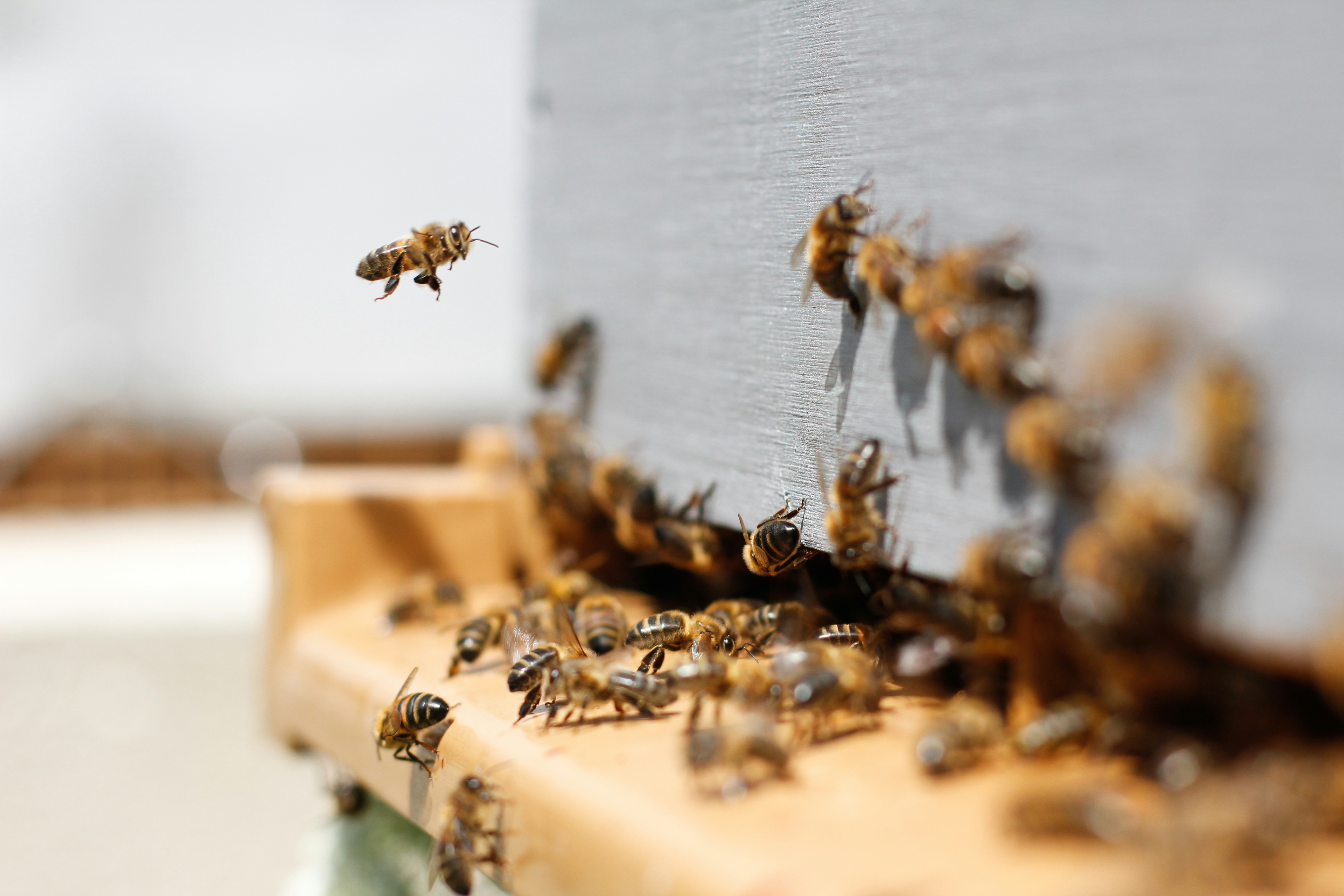 Colony of Bees inside the wood